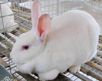 丹麦白兔