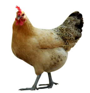 老母鸡(2)老母鸡是指达到一定月龄的雌性鸡,但是并没有确切定义来规定