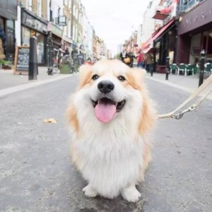 威尔斯柯基犬
