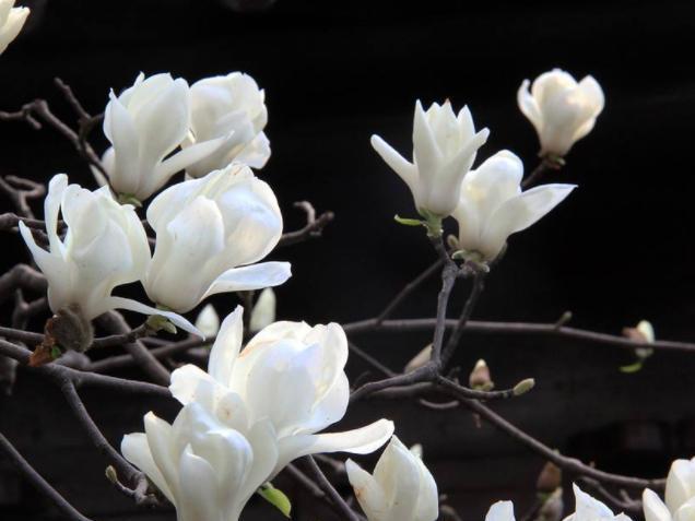 白玉兰花 木兰科含笑属植物 搜狗百科