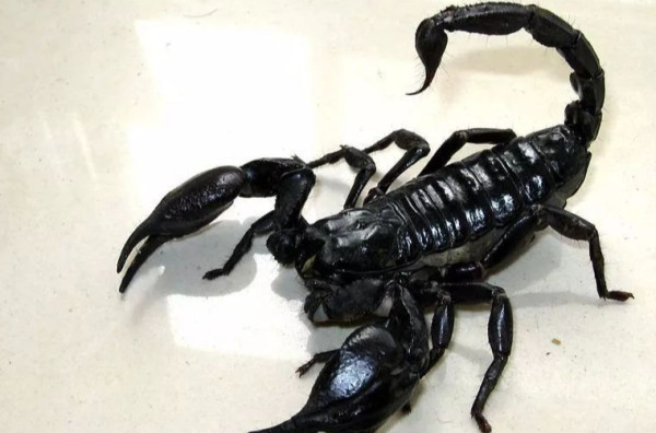 蝎子 蛛形纲蝎目种类统称 搜狗百科