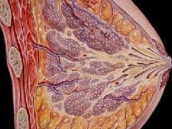乳腺恶性肿瘤