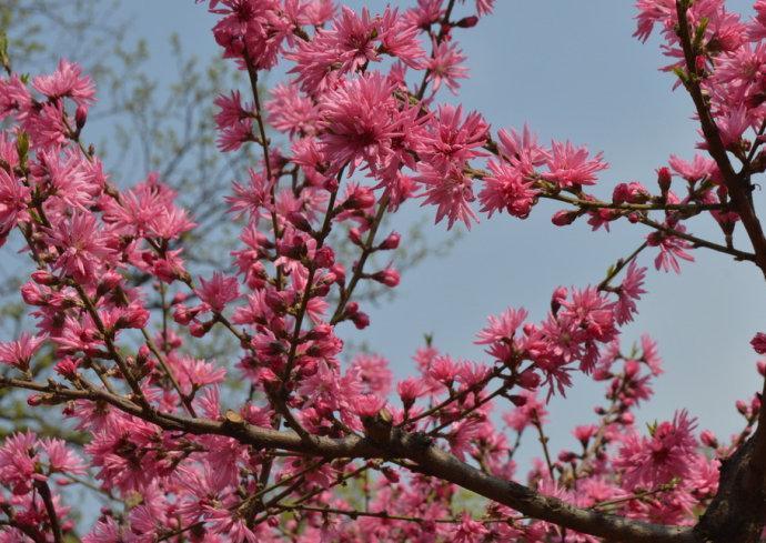菊花桃
