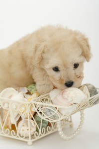 玩具贵宾犬