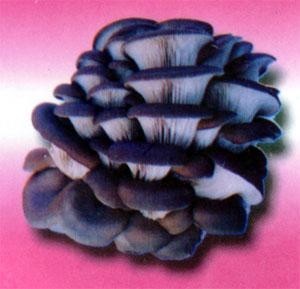 平菇