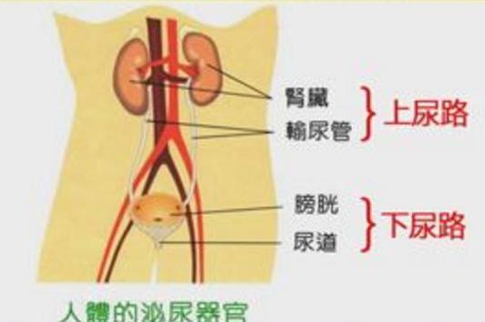 泌尿系统感染 搜狗百科