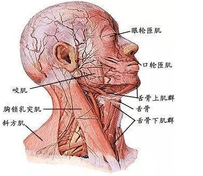 胸锁乳突肌