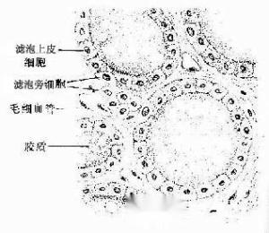 甲状腺滤泡腔