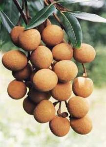 储良龙眼(图2) 储良龙眼(图2)