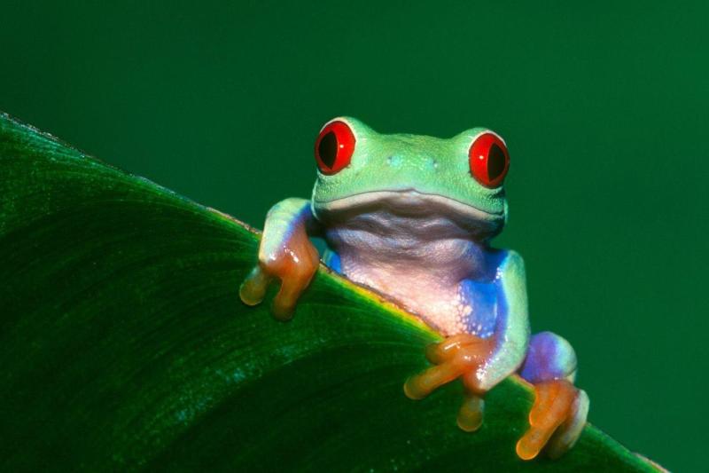 蒙面彩蛙 马达加斯加蛙科曼蛙属动物 搜狗百科