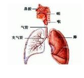 气管炎