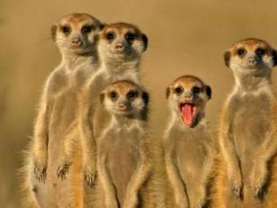 海猫 哺乳动物 搜狗百科