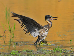 海南虎斑鳽