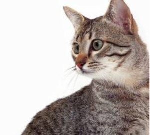 埃及猫