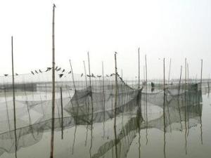 沱湖螃蟹分区养殖