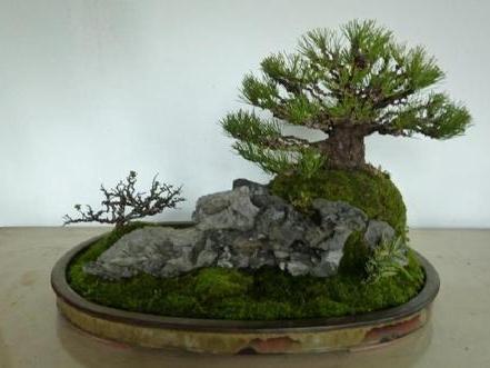 黑松盆景 搜狗百科