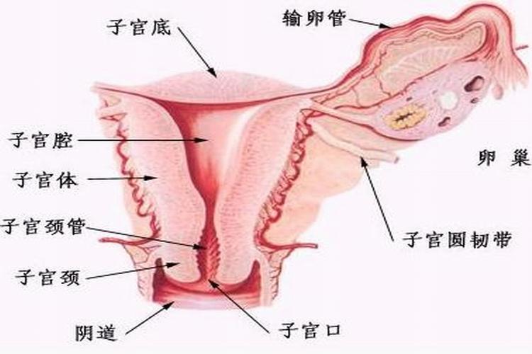 子宫 产生月经和孕育胎儿的器官 搜狗百科