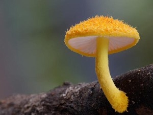 粘菌