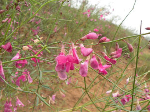 花棒