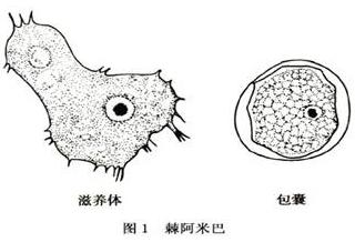 滋养体是棘阿米巴的活动与感染形式,为长椭圆形,在适宜环境下表面伸出