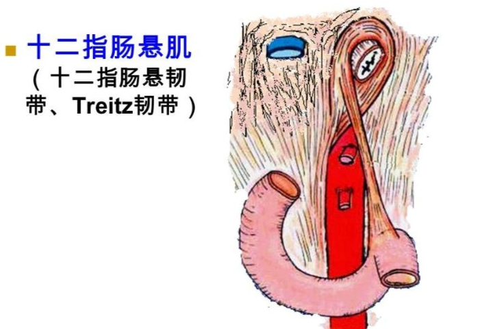 十二指肠悬韧带 - 搜狗百科