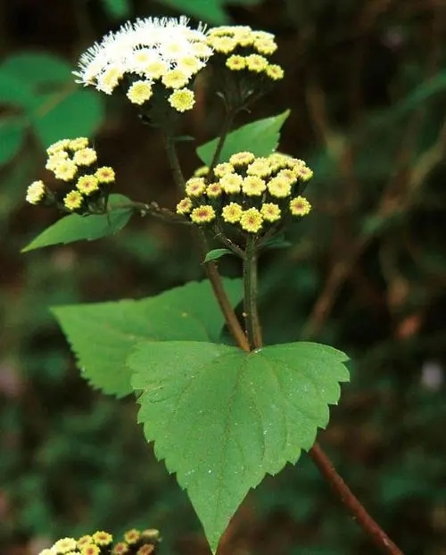 紫茎泽兰