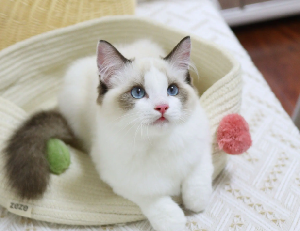 布偶猫