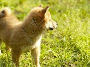 柴犬
