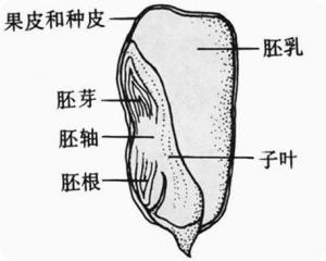 核型胚乳图片