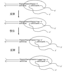 端粒酶作用的模式