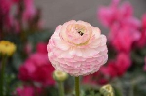 花毛茛