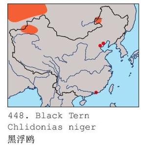 黑浮鸥分布范围