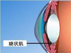 睫状肌
