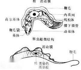 图1 锥虫的形态