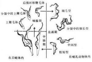 图2 布氏锥虫的生活史