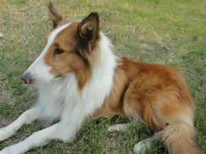 牧羊犬大帅