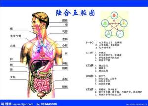五脏六腑图示