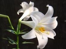 百合