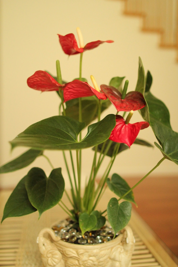 火鹤花