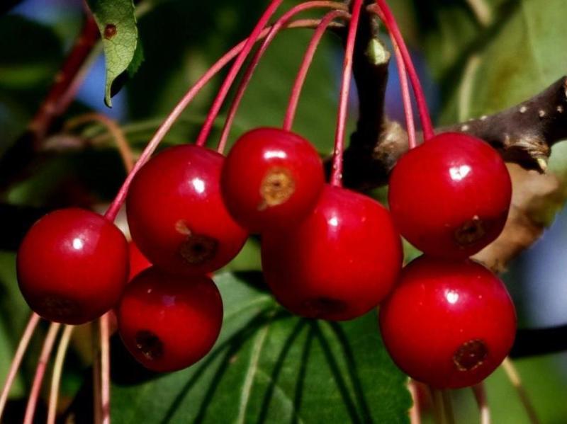山丁子 植物学 搜狗百科