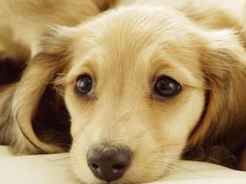 犬窝咳 搜狗百科