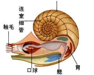 鹦鹉螺解剖图