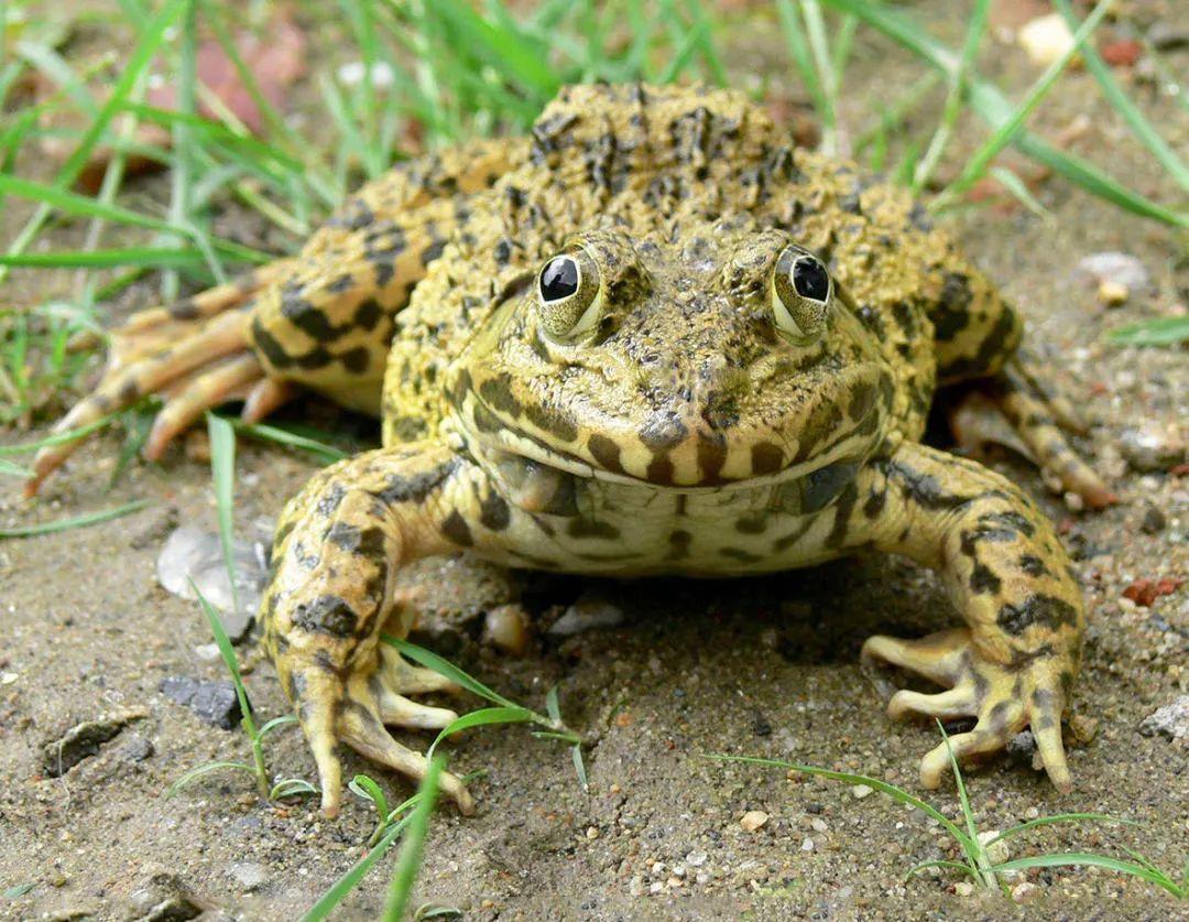 虎纹蛙(学名:rana rugulosa),叉舌蛙科虎纹蛙属动物