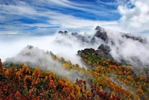 红桦林风景