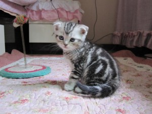 虎斑猫