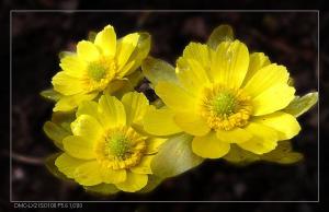 顶冰花