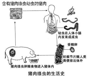 猪带绦虫终宿主图片