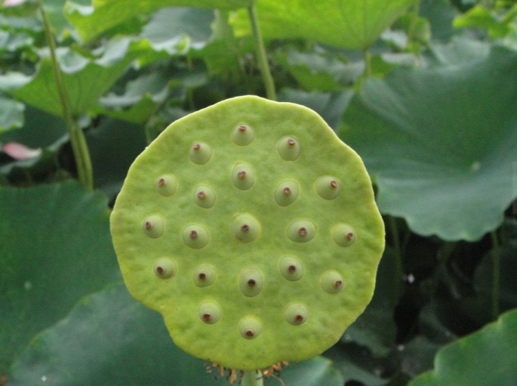 莲蓬