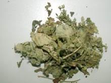 木芙蓉叶