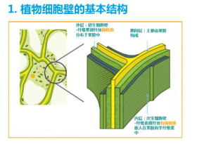 编辑4形成真菌细胞壁中主要成分为几丁质,纤维素,葡聚糖,甘露聚糖等